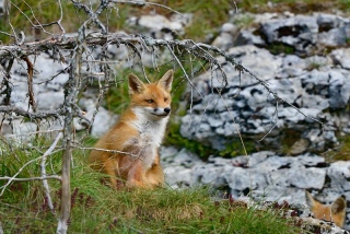 photoverconature - RENARDS