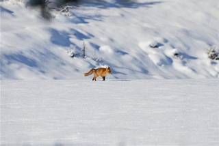photoverconature - RENARDS