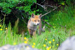 photoverconature - RENARDS