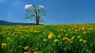 photoverconature - PHOTOS D'ETE