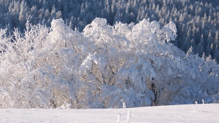 photoverconature - PHOTOS D'HIVER