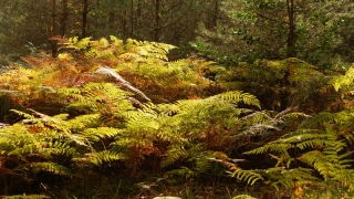 photoverconature - PHOTOS D'AUTOMNE