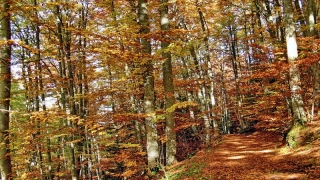 photoverconature - PHOTOS D'AUTOMNE