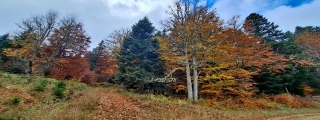 photoverconature - PHOTOS D'AUTOMNE