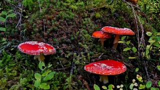 photoverconature - CHAMPIGNONS