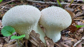 photoverconature - CHAMPIGNONS