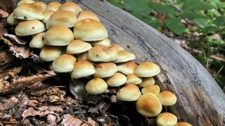 photoverconature - CHAMPIGNONS