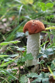 photoverconature - CHAMPIGNONS