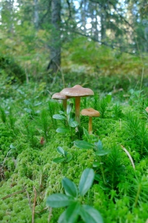 photoverconature - CHAMPIGNONS