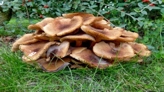 photoverconature - CHAMPIGNONS