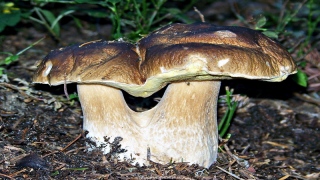 photoverconature - CHAMPIGNONS