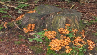 photoverconature - CHAMPIGNONS