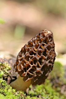 photoverconature - CHAMPIGNONS