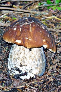 photoverconature - CHAMPIGNONS