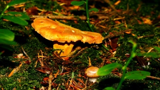 photoverconature - CHAMPIGNONS