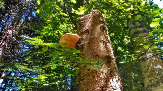 photoverconature - CHAMPIGNONS