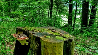 photoverconature - CHAMPIGNONS