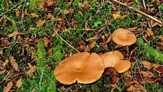 photoverconature - CHAMPIGNONS