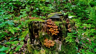 photoverconature - CHAMPIGNONS