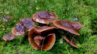 photoverconature - CHAMPIGNONS