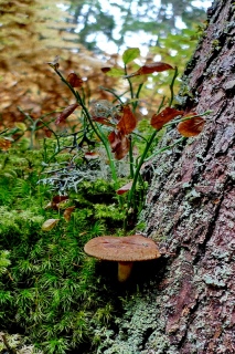 photoverconature - CHAMPIGNONS