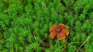 photoverconature - CHAMPIGNONS