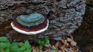 photoverconature - CHAMPIGNONS