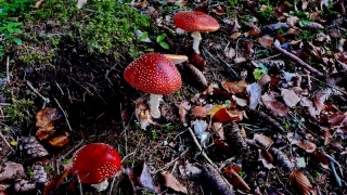 photoverconature - CHAMPIGNONS