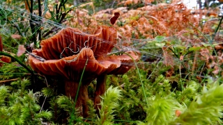 photoverconature - CHAMPIGNONS