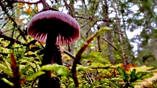 photoverconature - CHAMPIGNONS