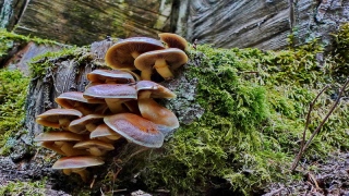 photoverconature - CHAMPIGNONS