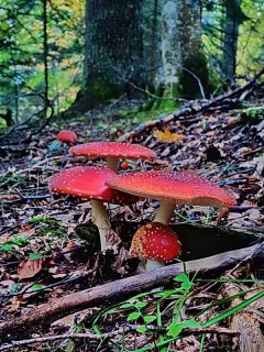 photoverconature - CHAMPIGNONS