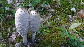 photoverconature - CHAMPIGNONS