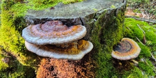 photoverconature - CHAMPIGNONS