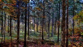 photoverconature - FORET