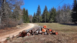 photoverconature - FORET