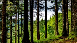 photoverconature - FORET