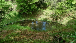 photoverconature - FORET
