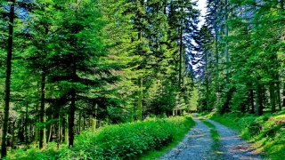 photoverconature - FORET