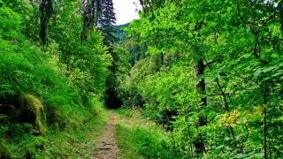 photoverconature - FORET