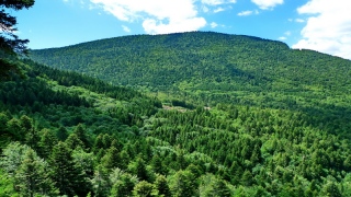 photoverconature - FORET