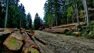 photoverconature - FORET