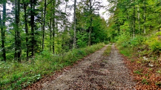 photoverconature - FORET