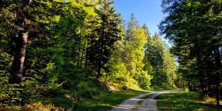photoverconature - FORET