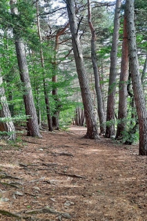 Sentier du lac dIssarles. - PLATEAU ARDECHOIS