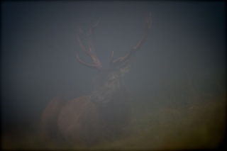 photoverconature - CERFS