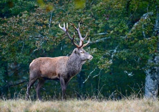 photoverconature - CERFS
