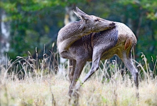 photoverconature - CERFS