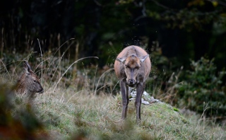 photoverconature - CERFS