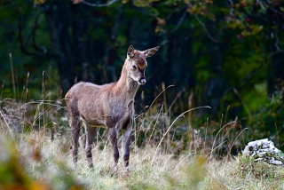 photoverconature - CERFS